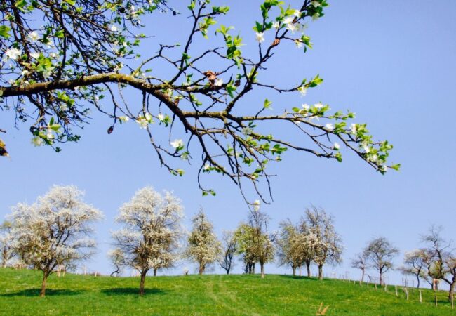 OBSTWANDERWEG