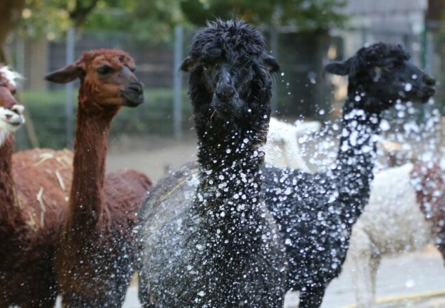 REUSCHENBERG WILDLIFE PARK