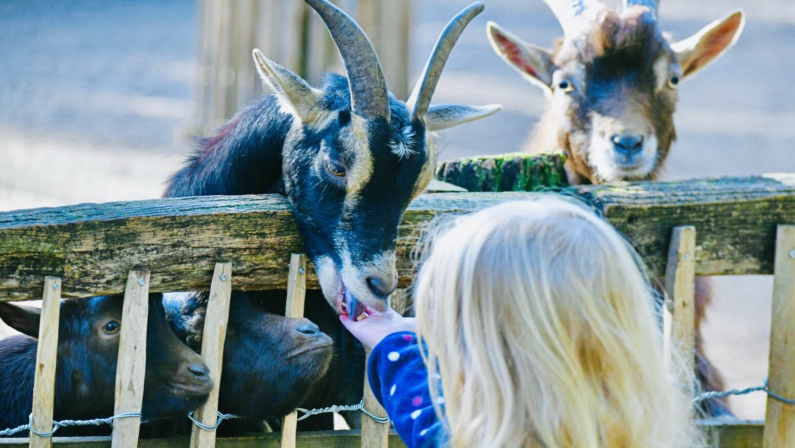 Wildpark Reuschenberg
