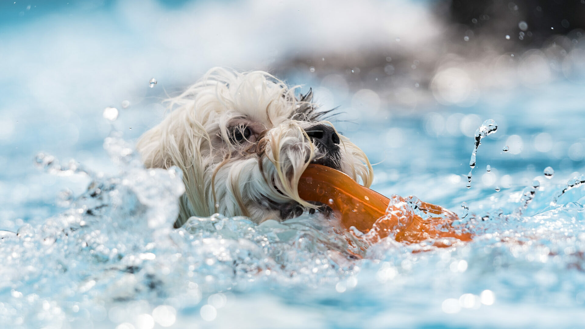 LevDog – Hundeschwimmen im Freibad Wiembachtal