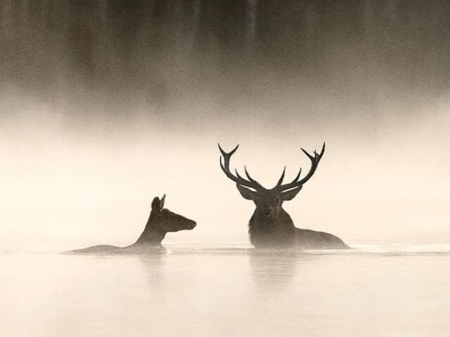 Das Flüstern der Wälder. KoKi.