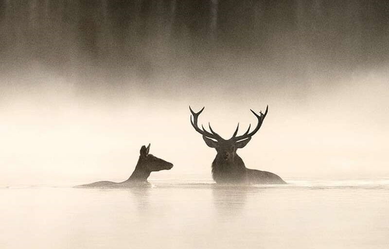 Das Flüstern der Wälder. KoKi.