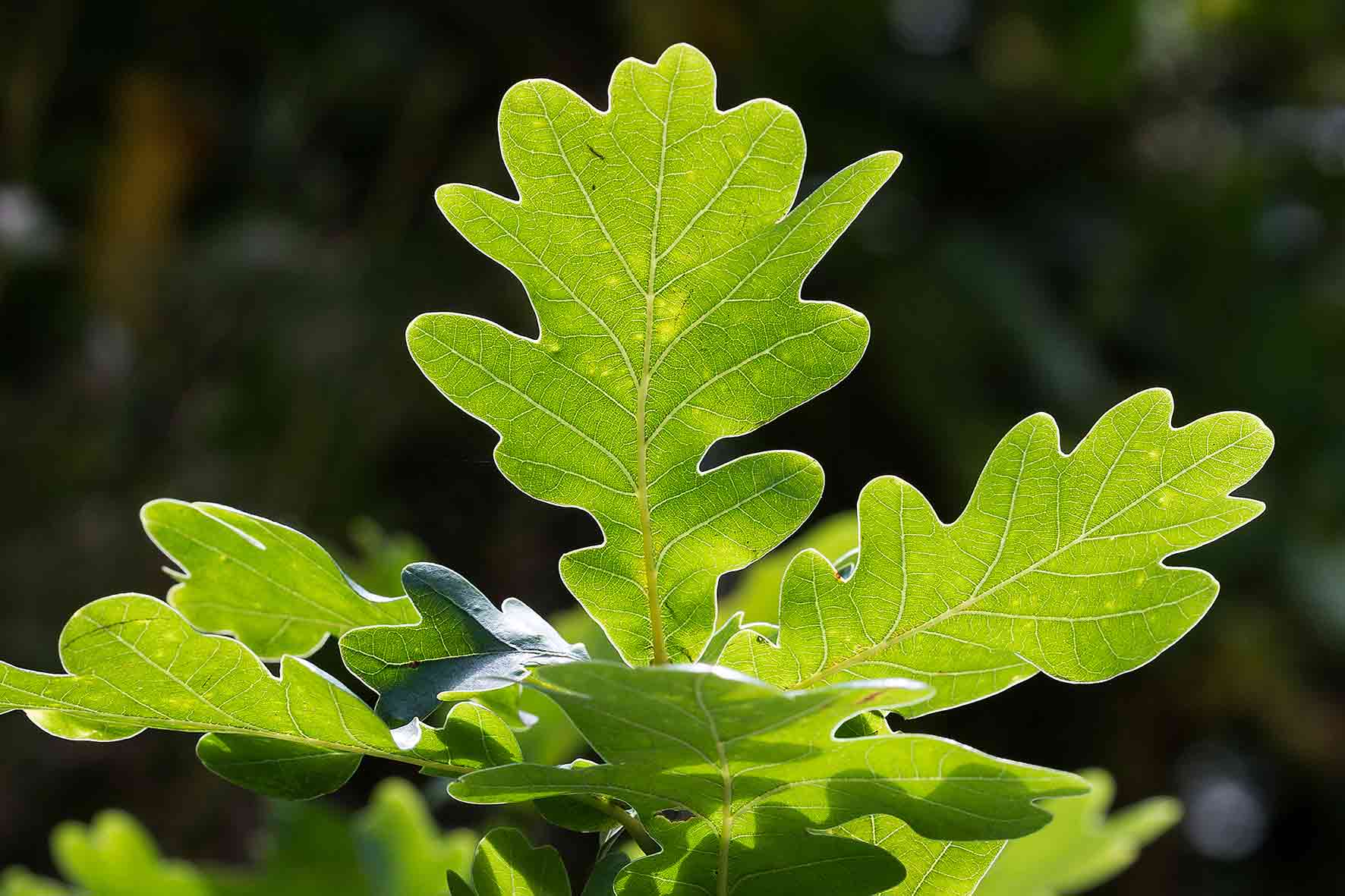 Herbstlicher Blätterdruck mit Kindern
