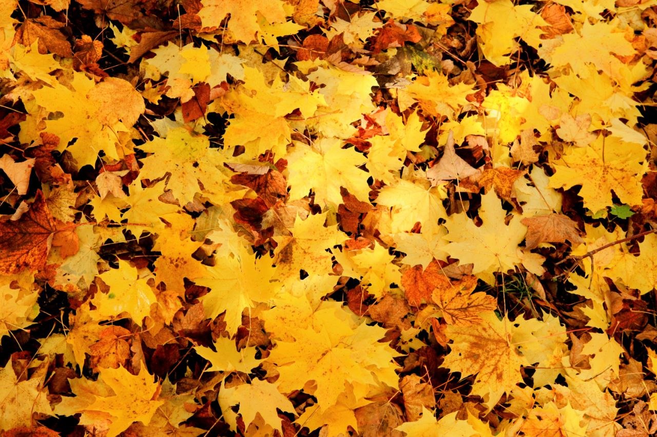 Kunterbunter Herbst